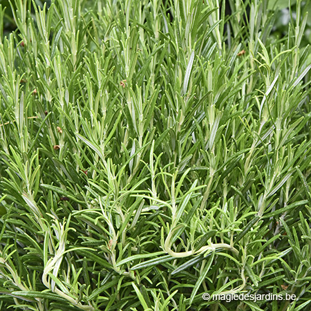 Planten met tuinparfum